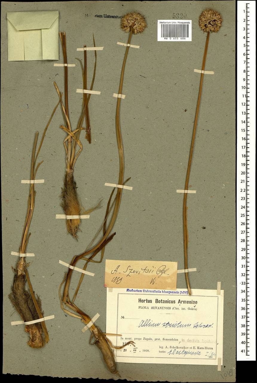 Аллиум rosenbachianum