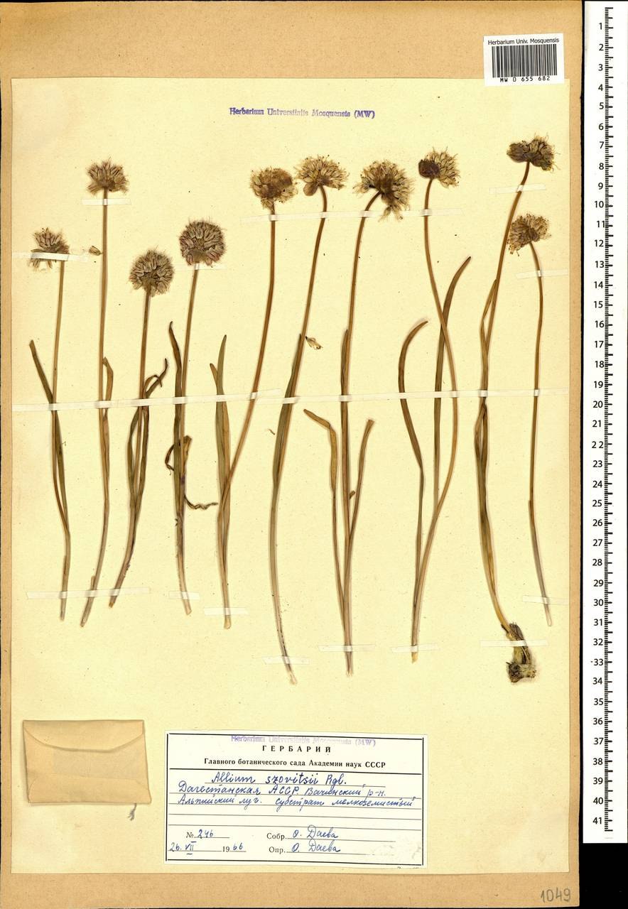 Лук батун цветок