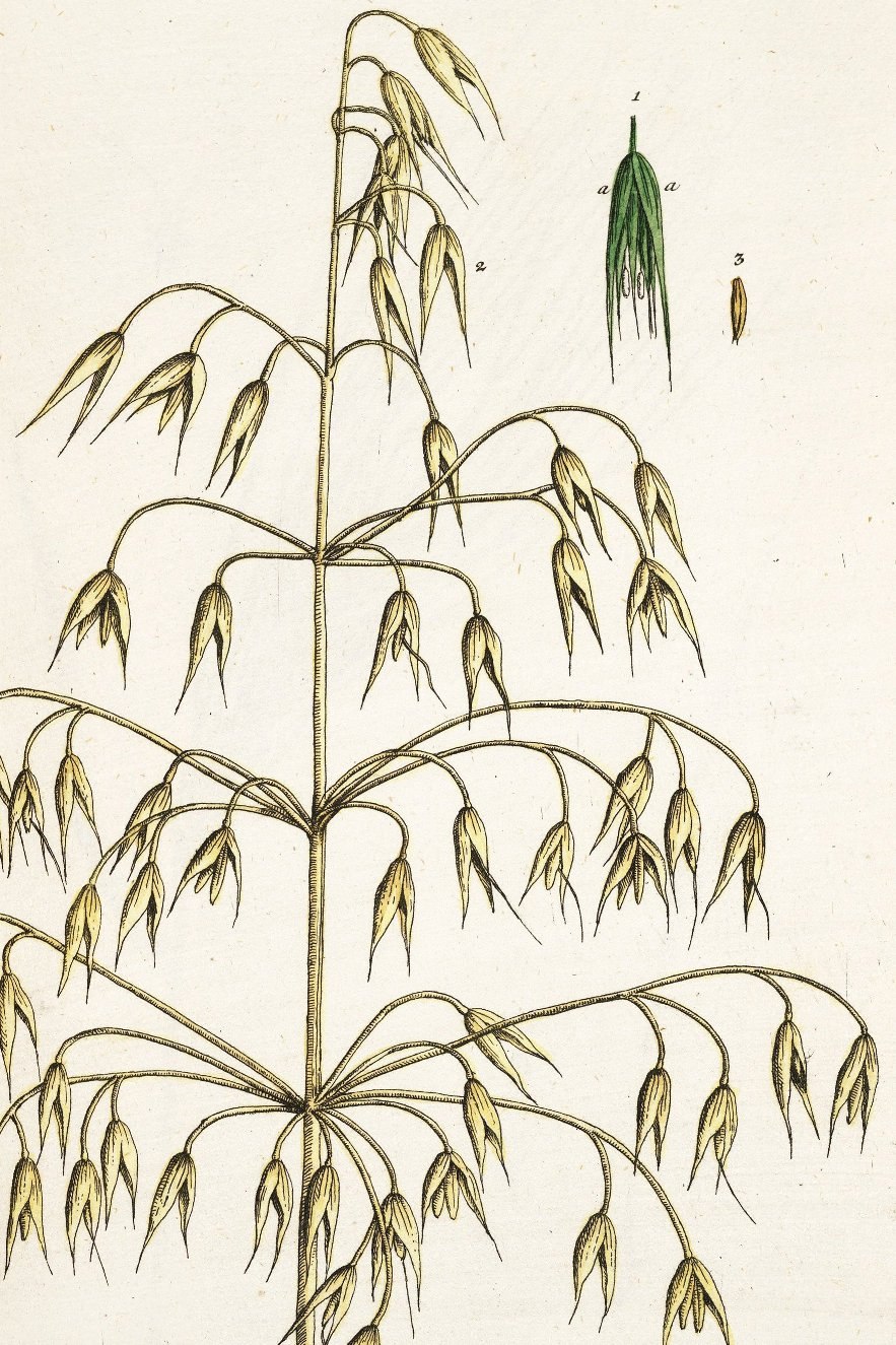 Овсяница Полесская