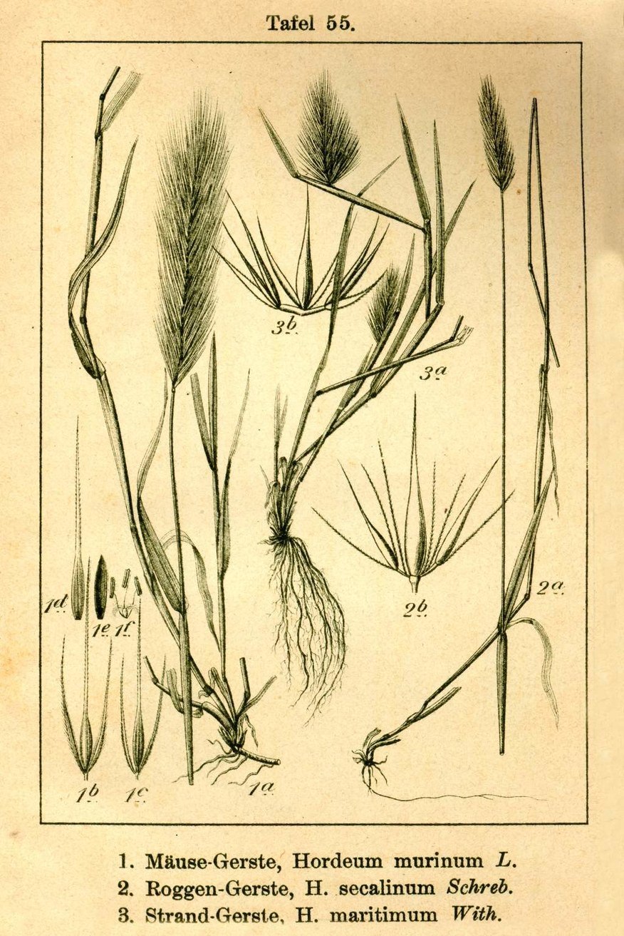 Anthoxanthum odoratum