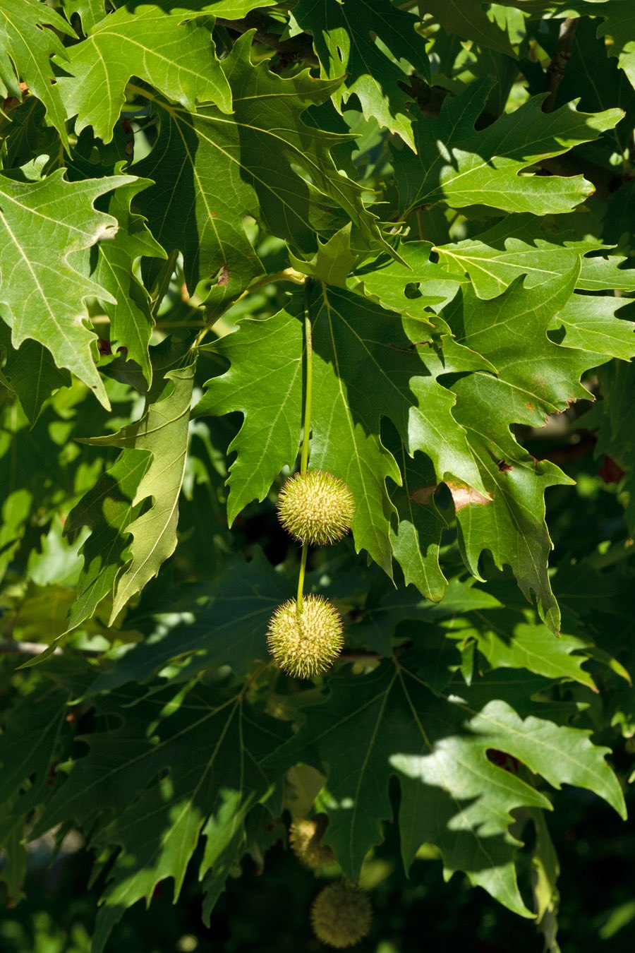 Platanus orientalis дерево