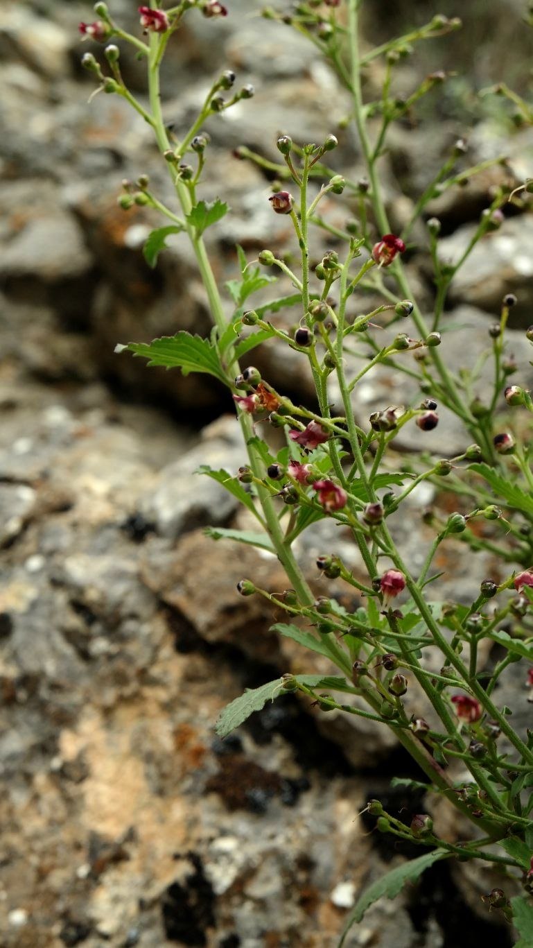 Scrophularia sambucifolia
