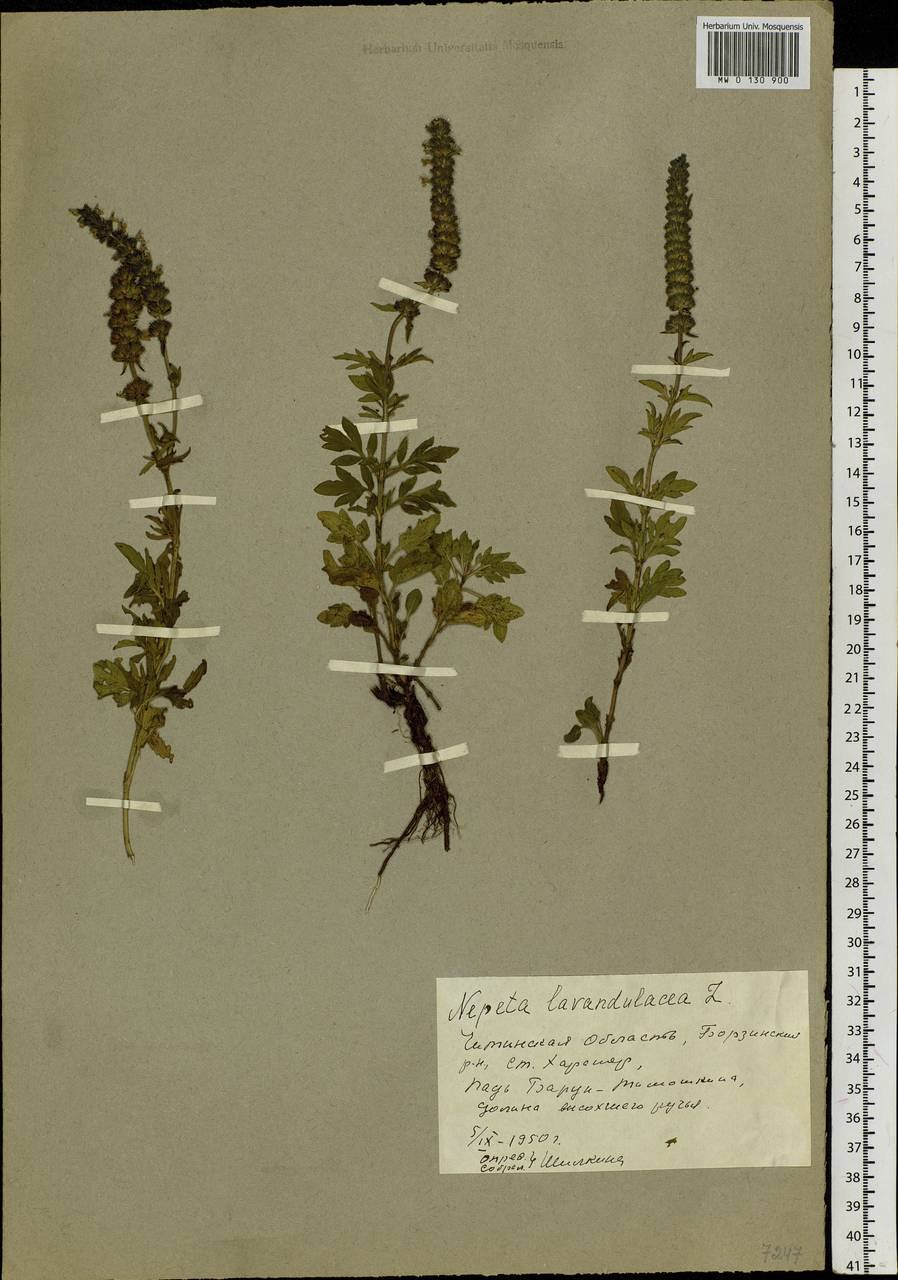 Шалфей Луговой медонос