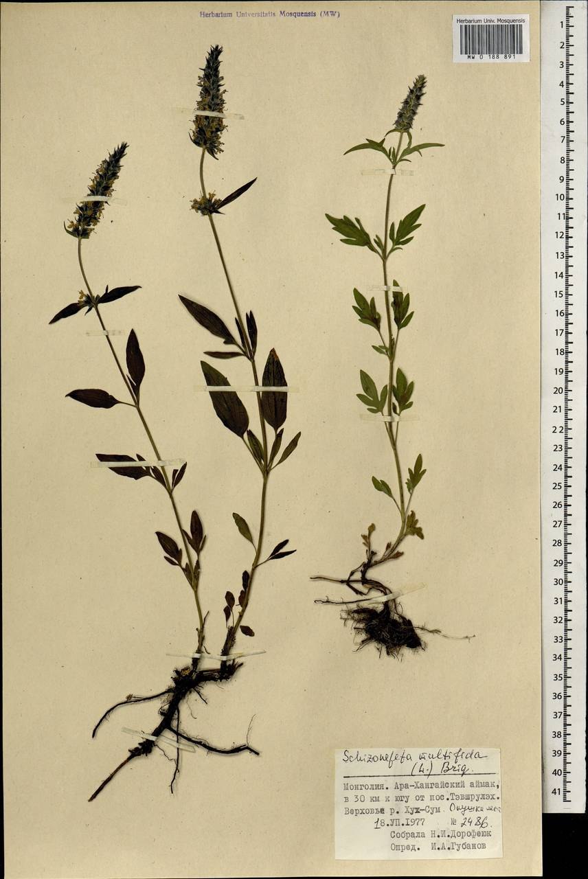 Схизонепета ( шизонепета)многонадрезная