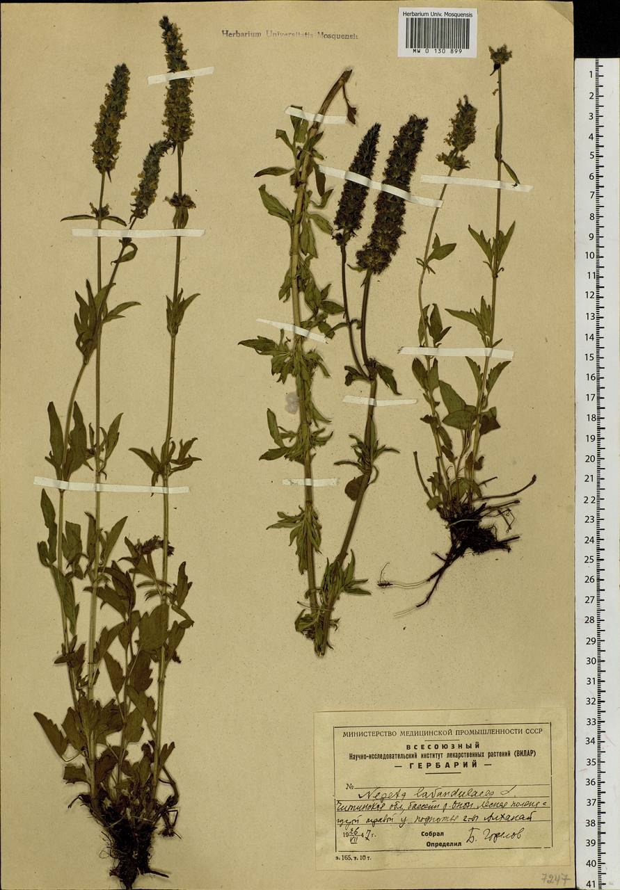 Схизонепета многонадрезанная