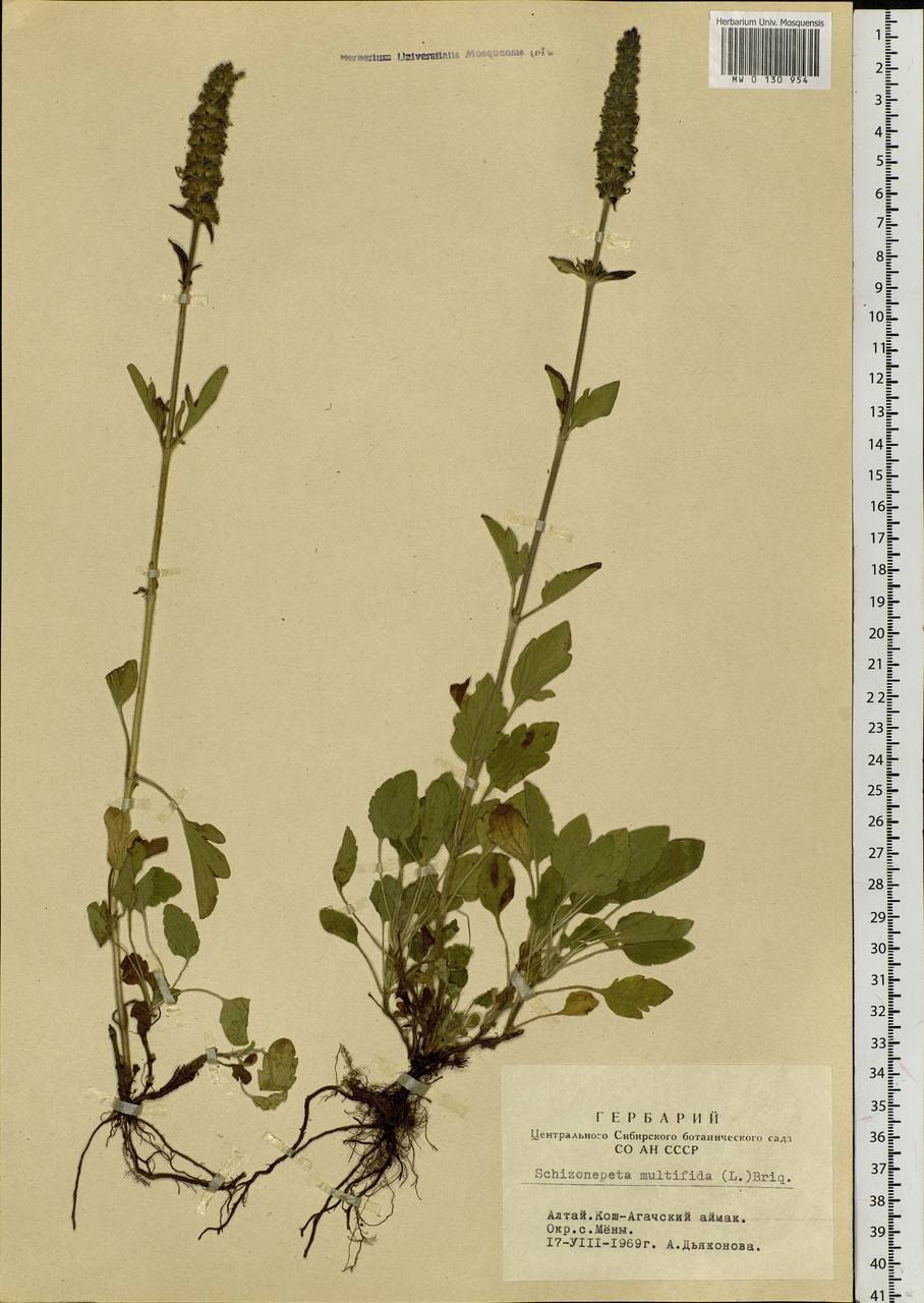 Схизонепета многонадрезанная