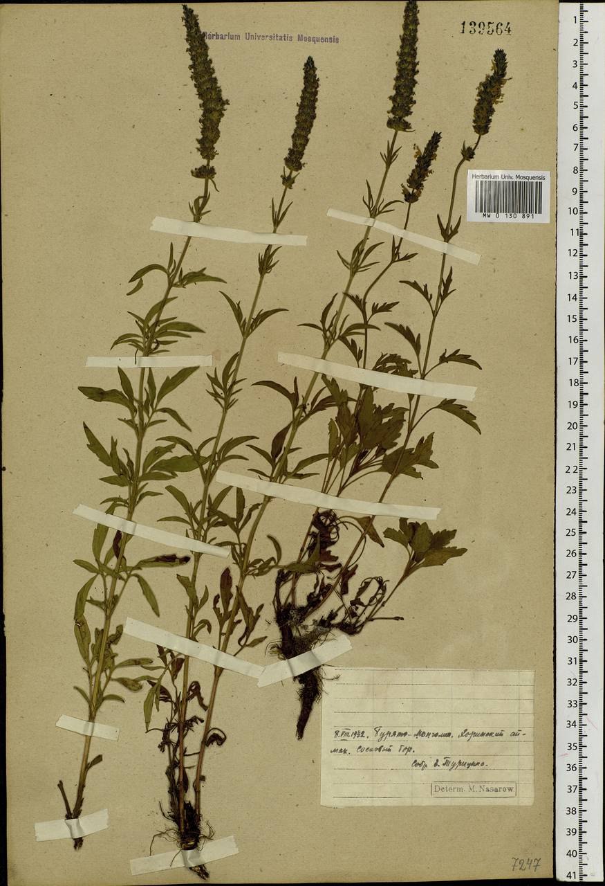 Шизонепета многонадрезная