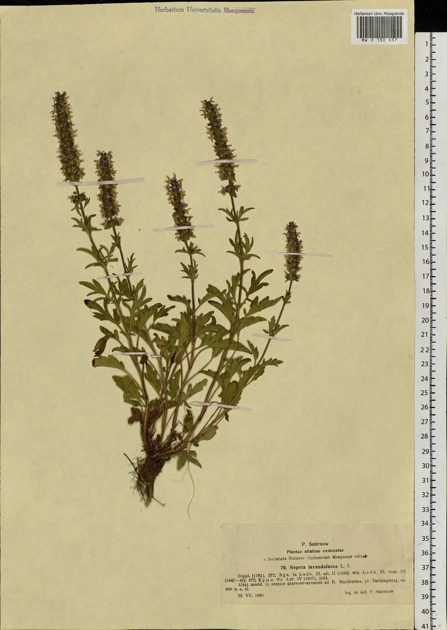 Схизонепета многонадрезанная