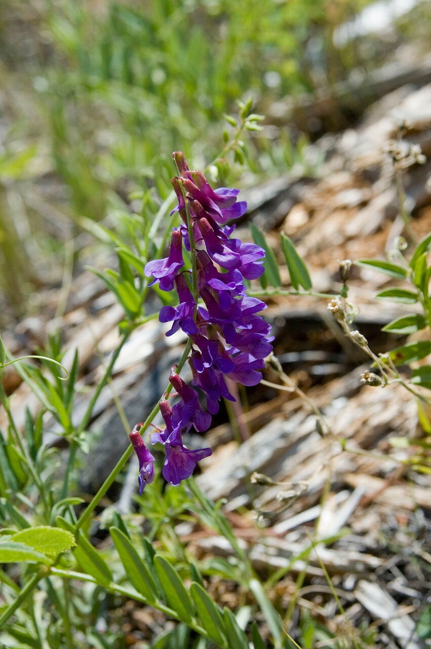 Люпин, Аконит, дельфиниум