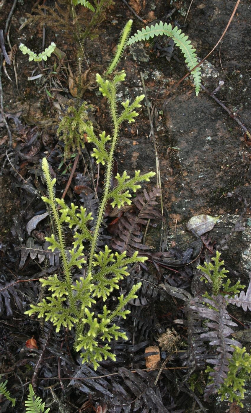 Баранец обыкновенный (Huperzia selago)