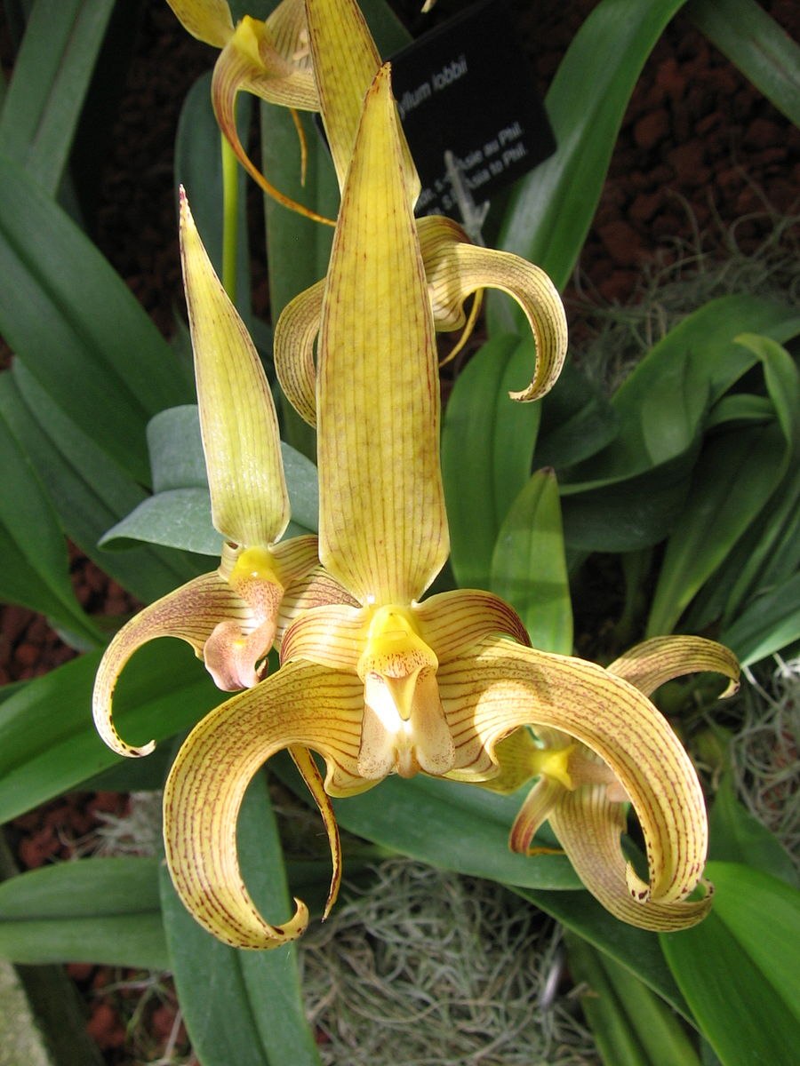 Cirrhopetalum putidum
