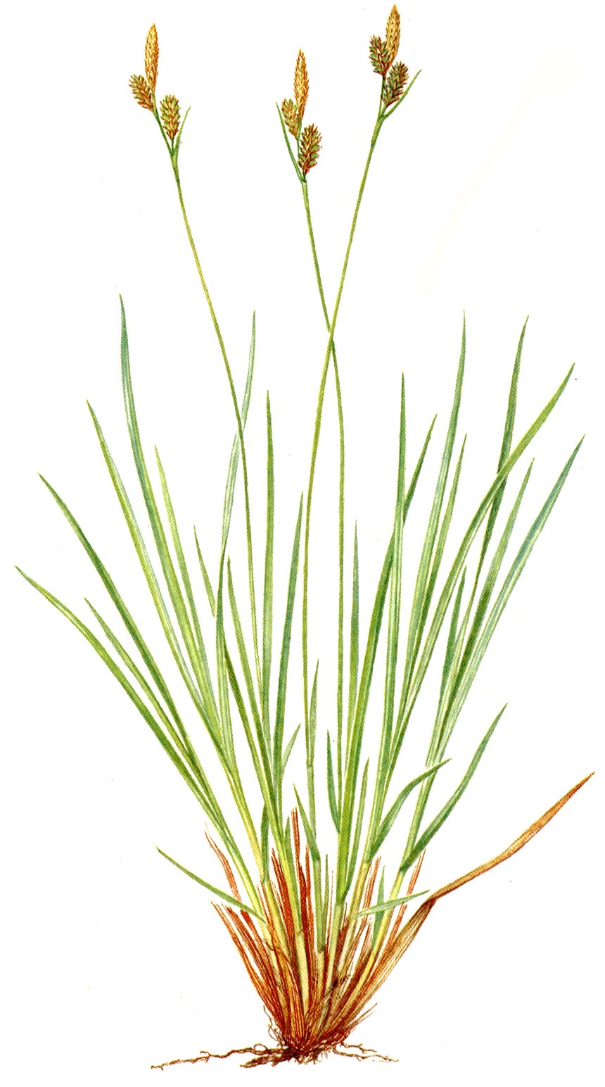 Осока черноватая