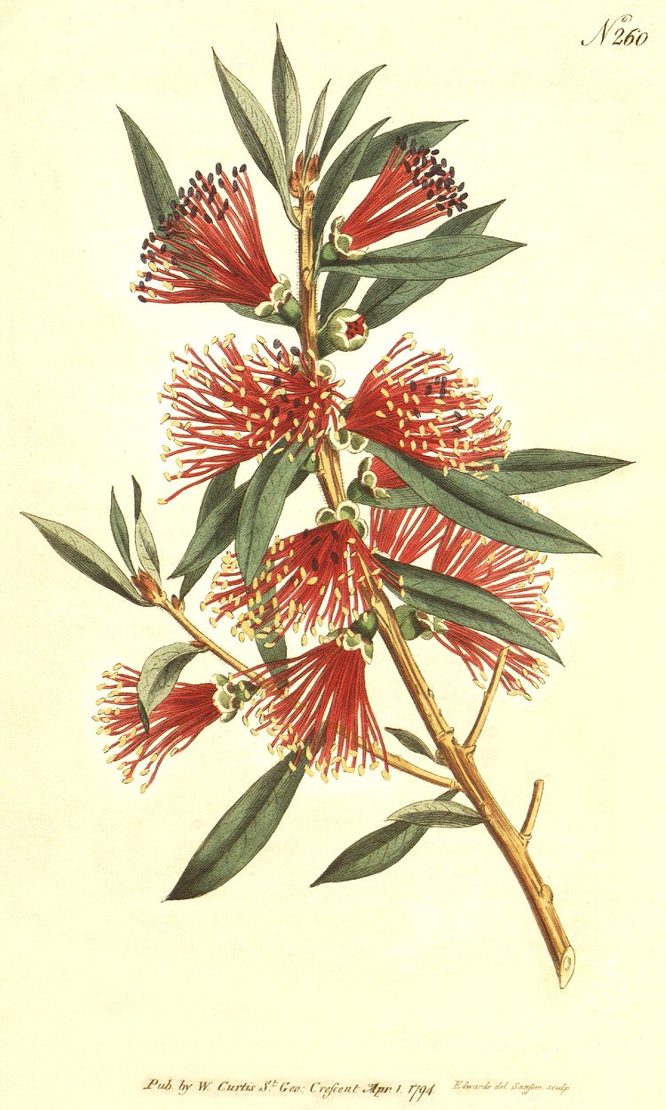 Молочай педилантус