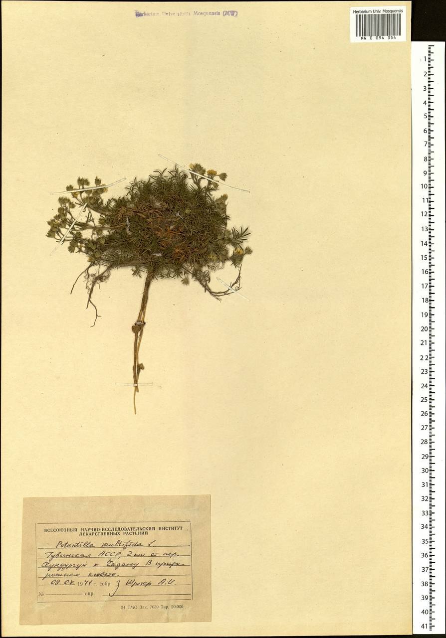 Лапчатка серебристая — Potentilla argentea l.