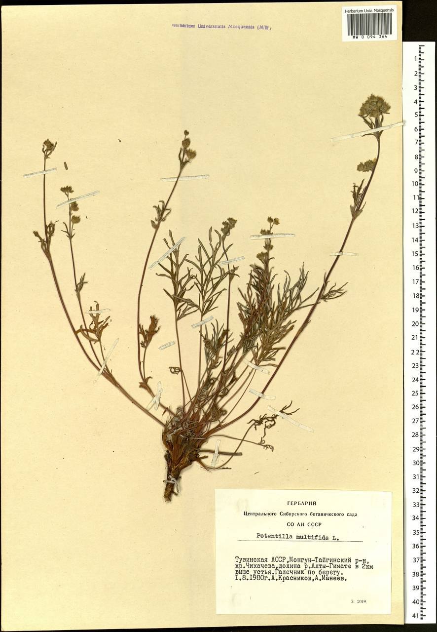 Лапчатка многонадрезная