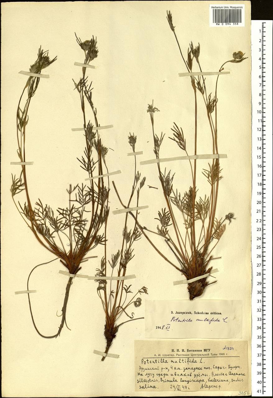 Лапчатка многонадрезная