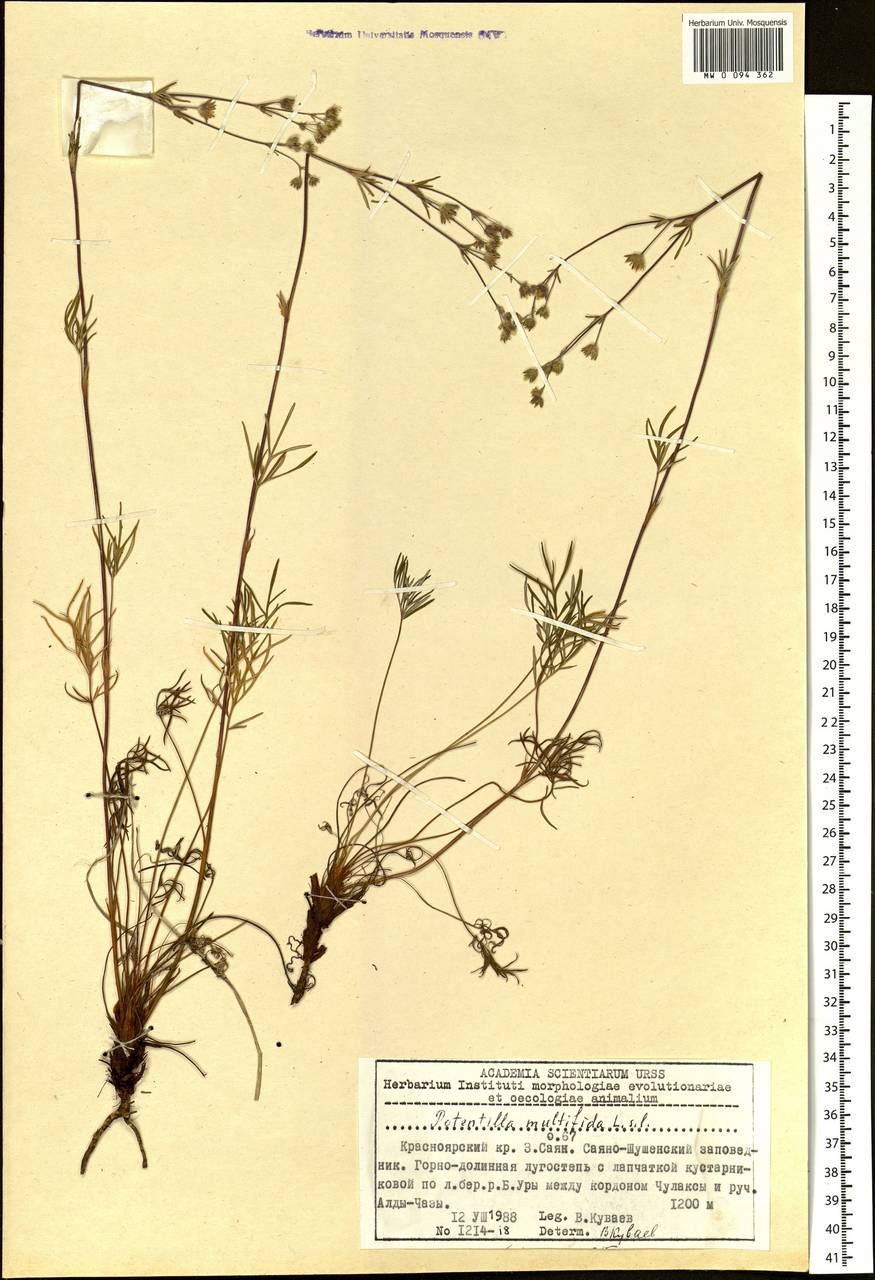 Лапчатка Плантариум