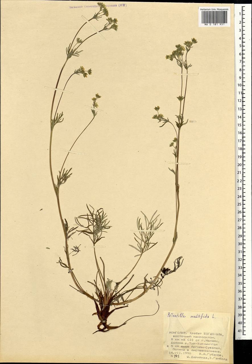 Лапчатка многонадрещная