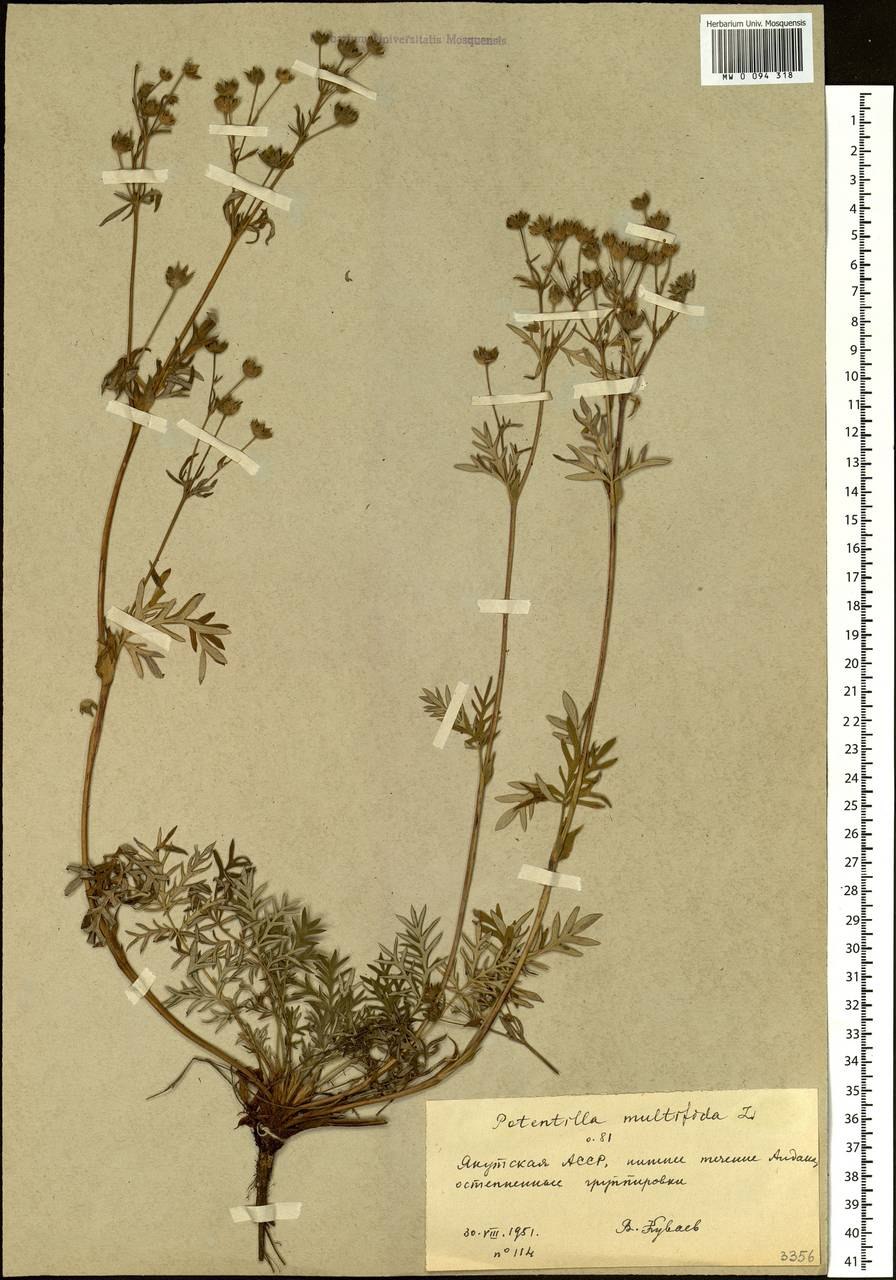 Лапчатка Норвежская