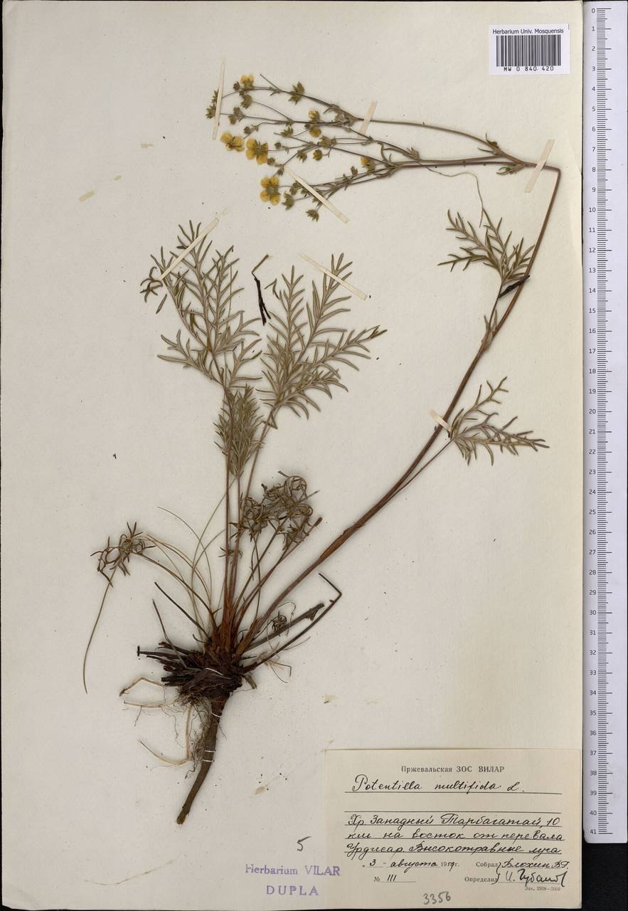 Лапчатка многонадрезная