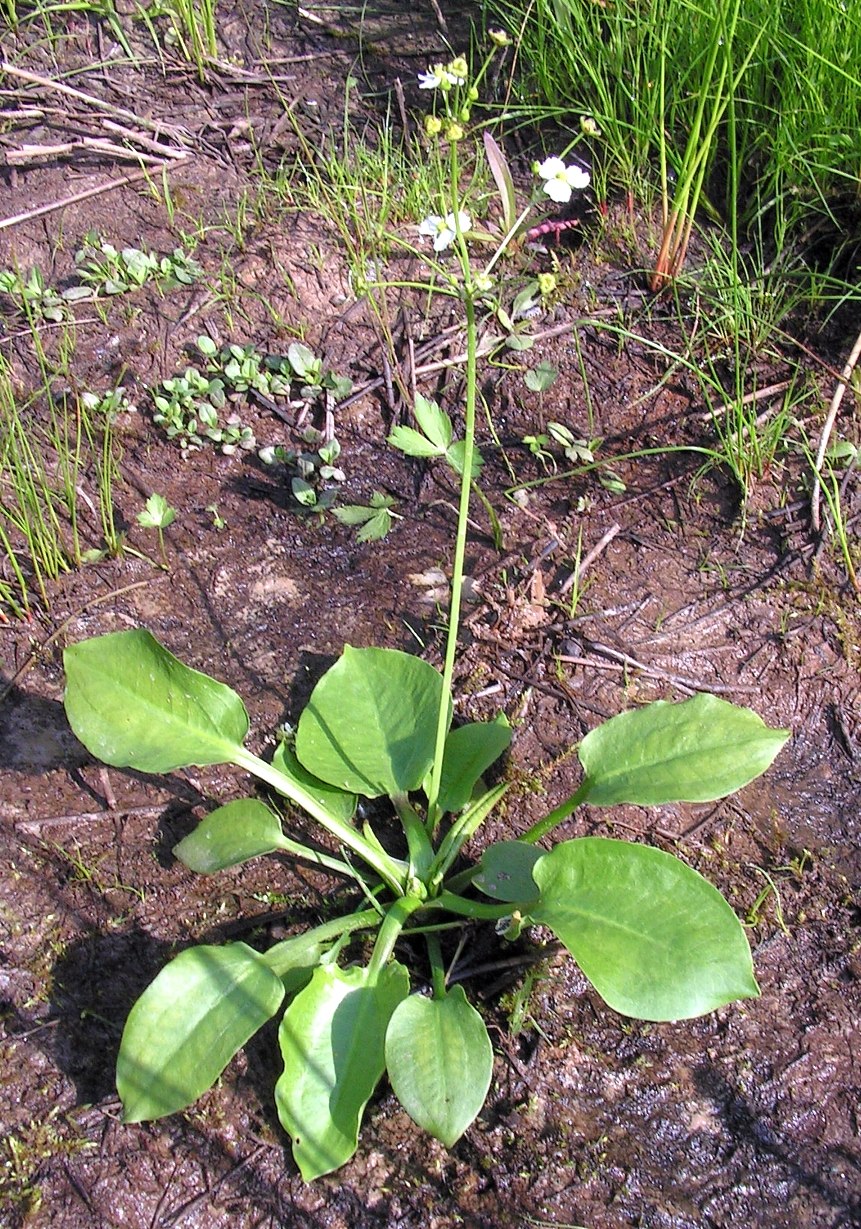 Butomus umbellatus цветок