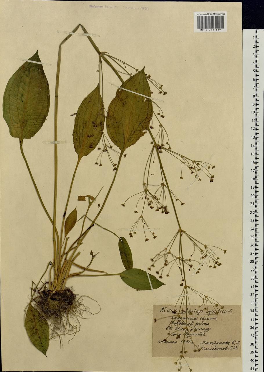 Частуха Болотная