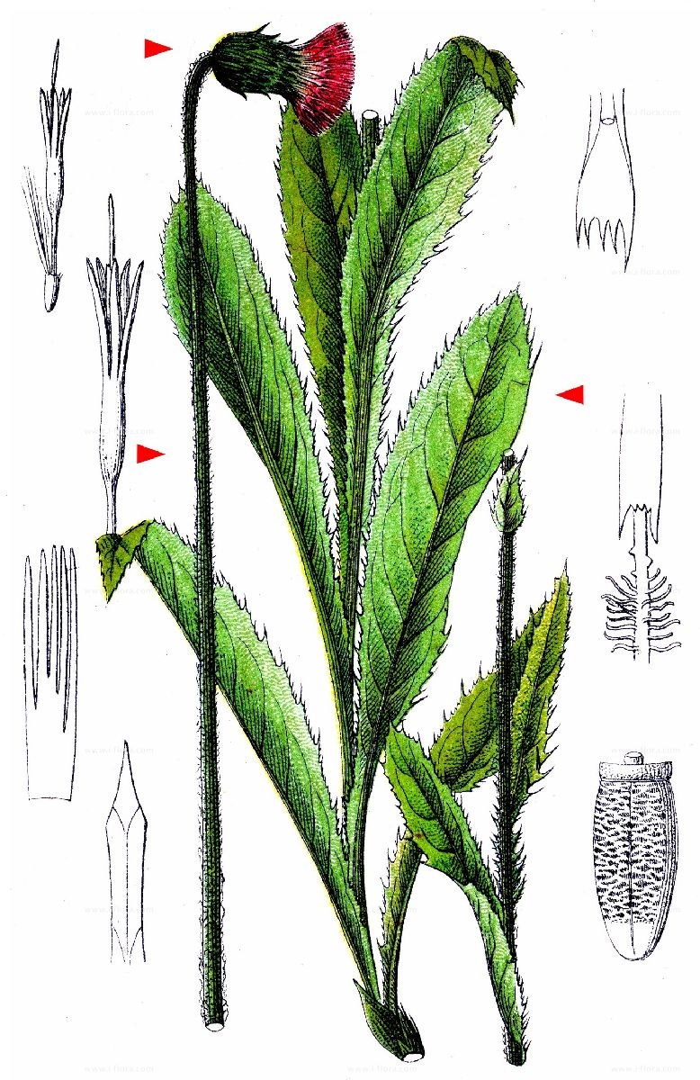 Плауны и Плауновидные