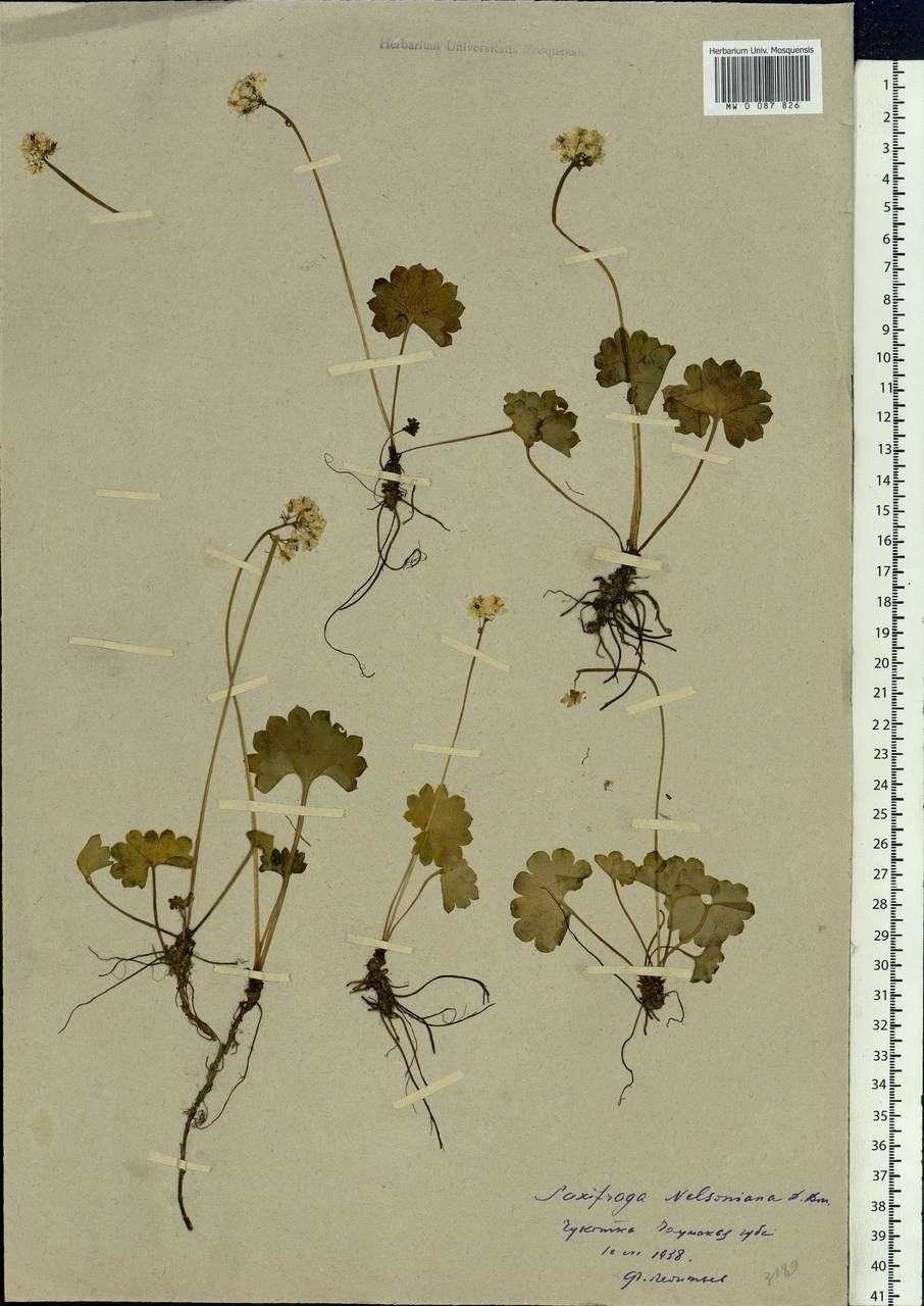 Камнеломка саксифрага