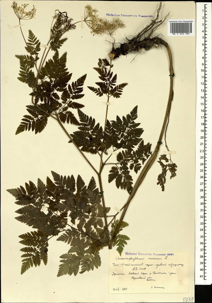 Бутень золотистый (Chaerophyllum Aureum l.)