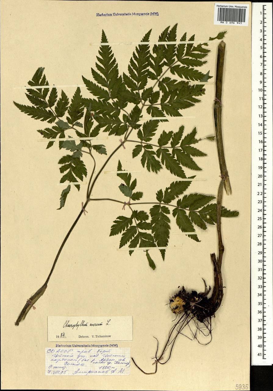 Бутень золотистый (Chaerophyllum Aureum l.)