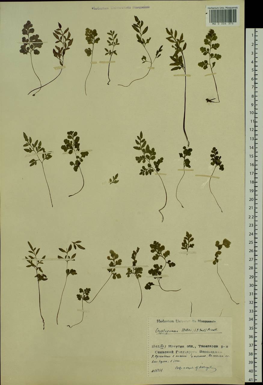 Криптограмма курчавая папоротник