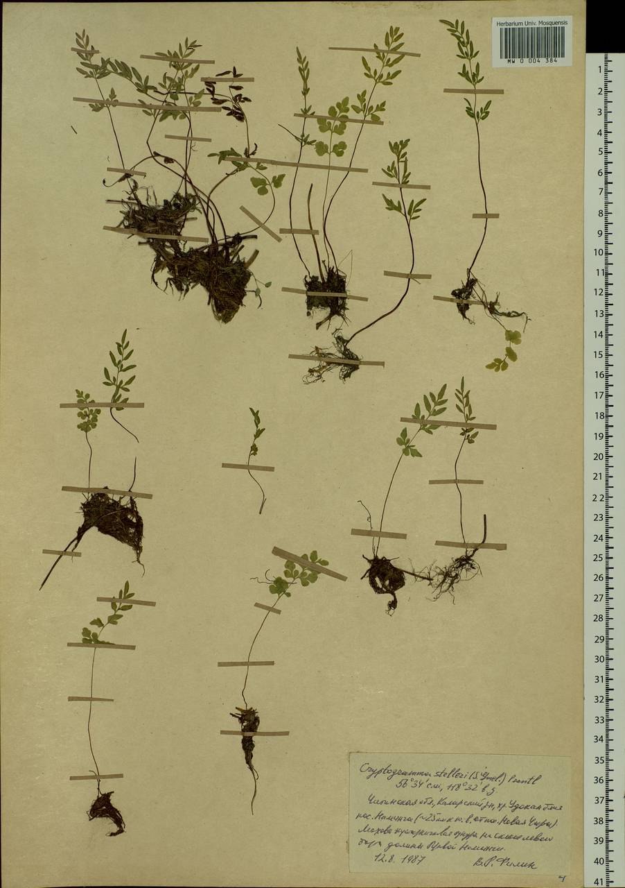 Скрытокучница стеллера