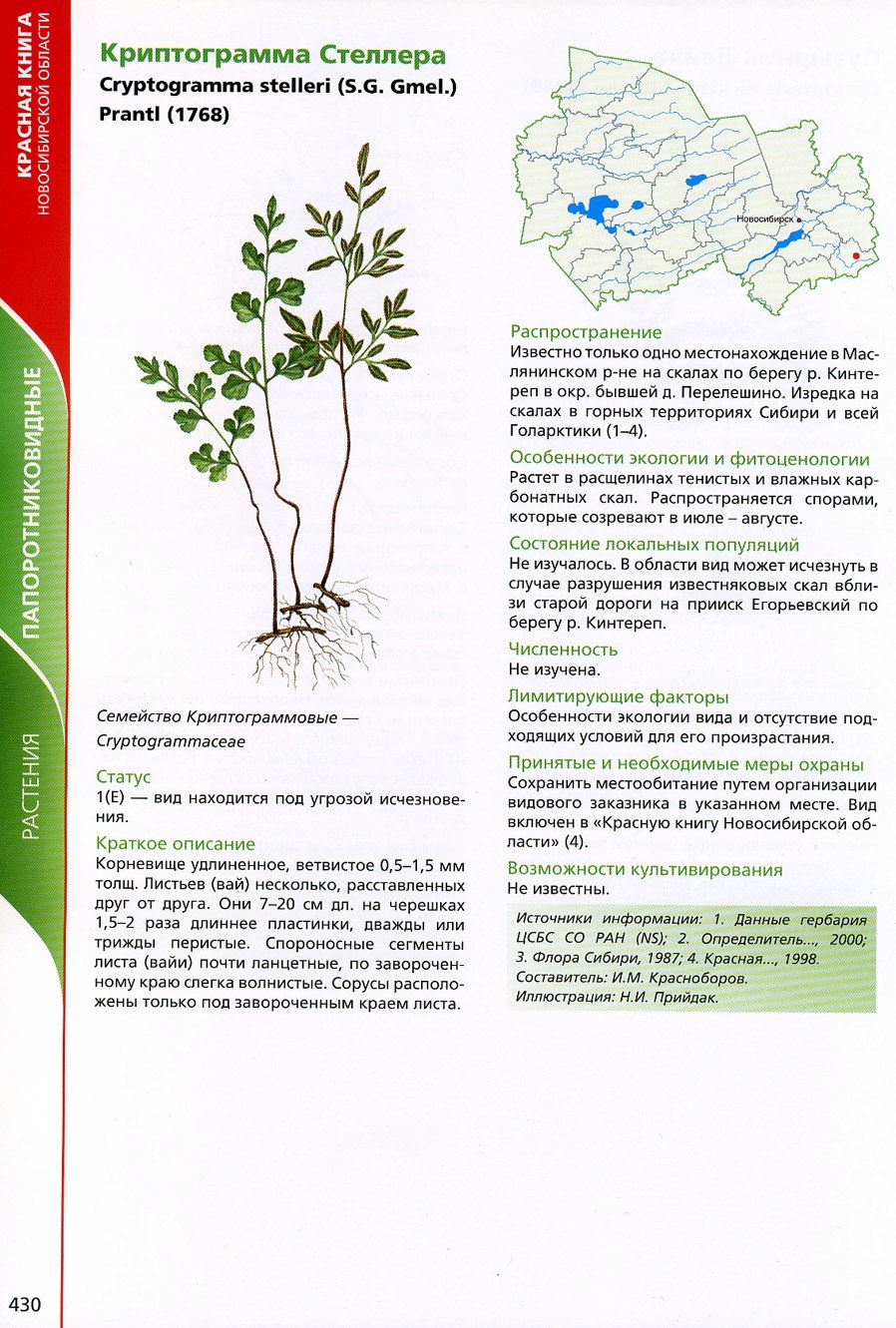 Папоротник Костенец помесный