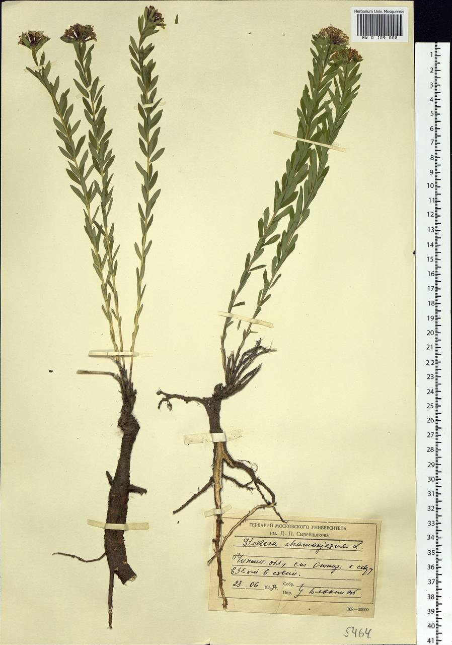 Скелет морской коровы Стеллера вектор