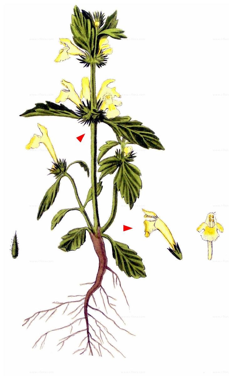 Пикульник узколистный