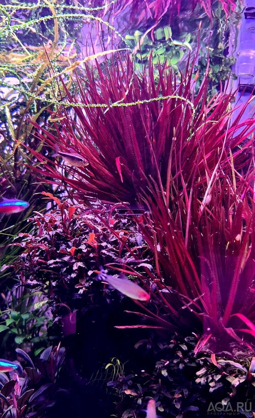 Акваскейп с Бликсой