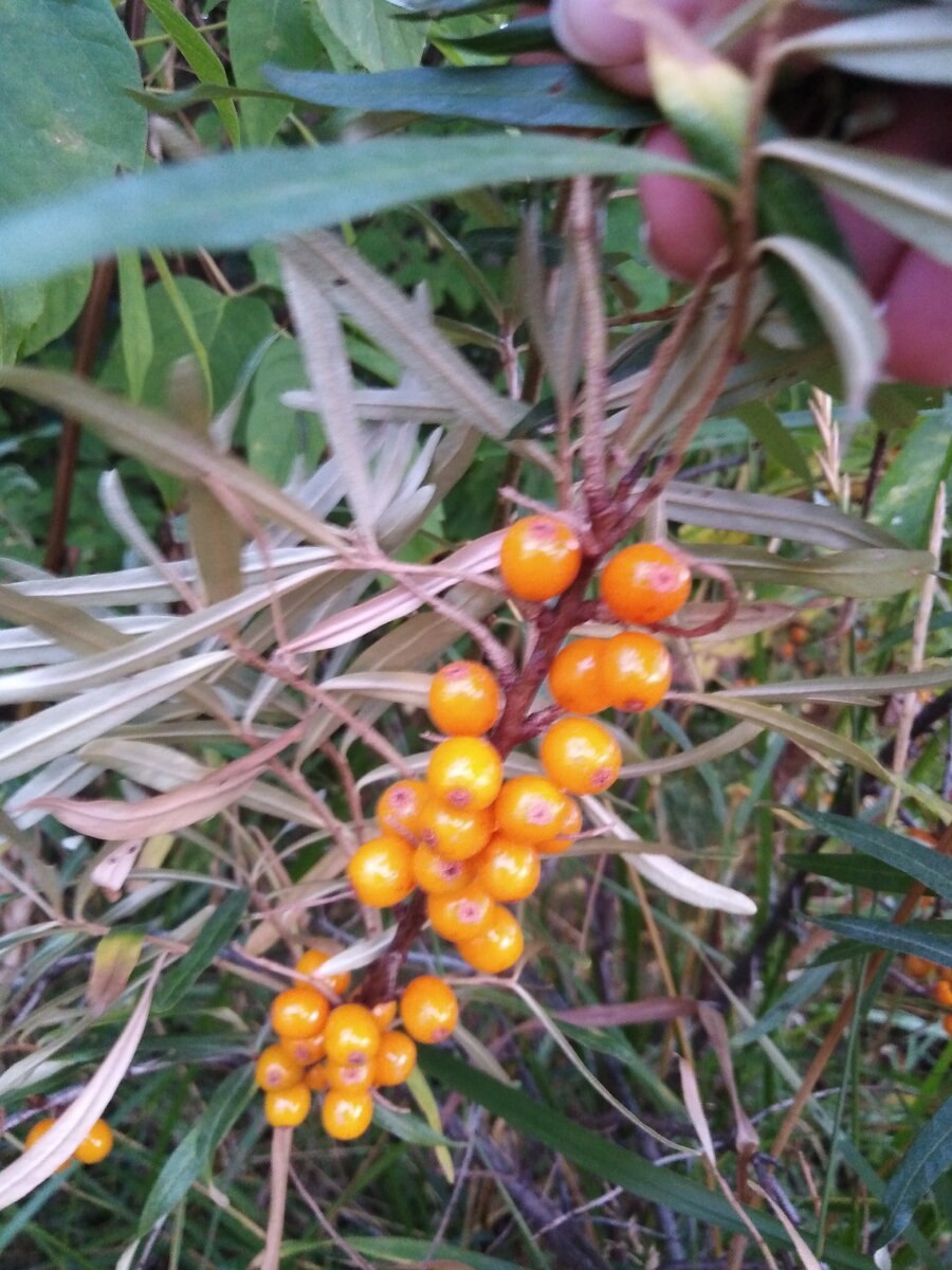 Облепиха шипы