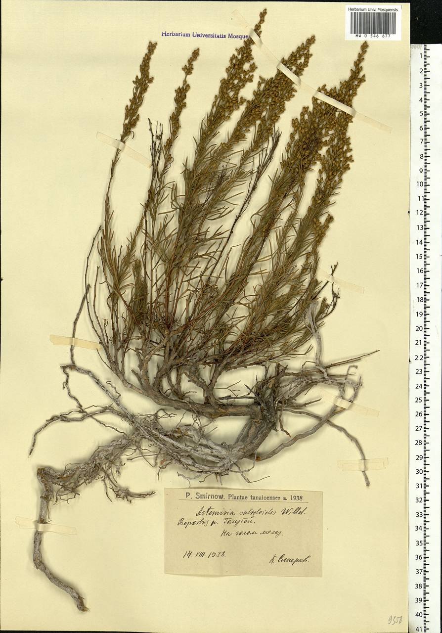 Полынь солянковидная Artemisia salsoloides Willd. 1803