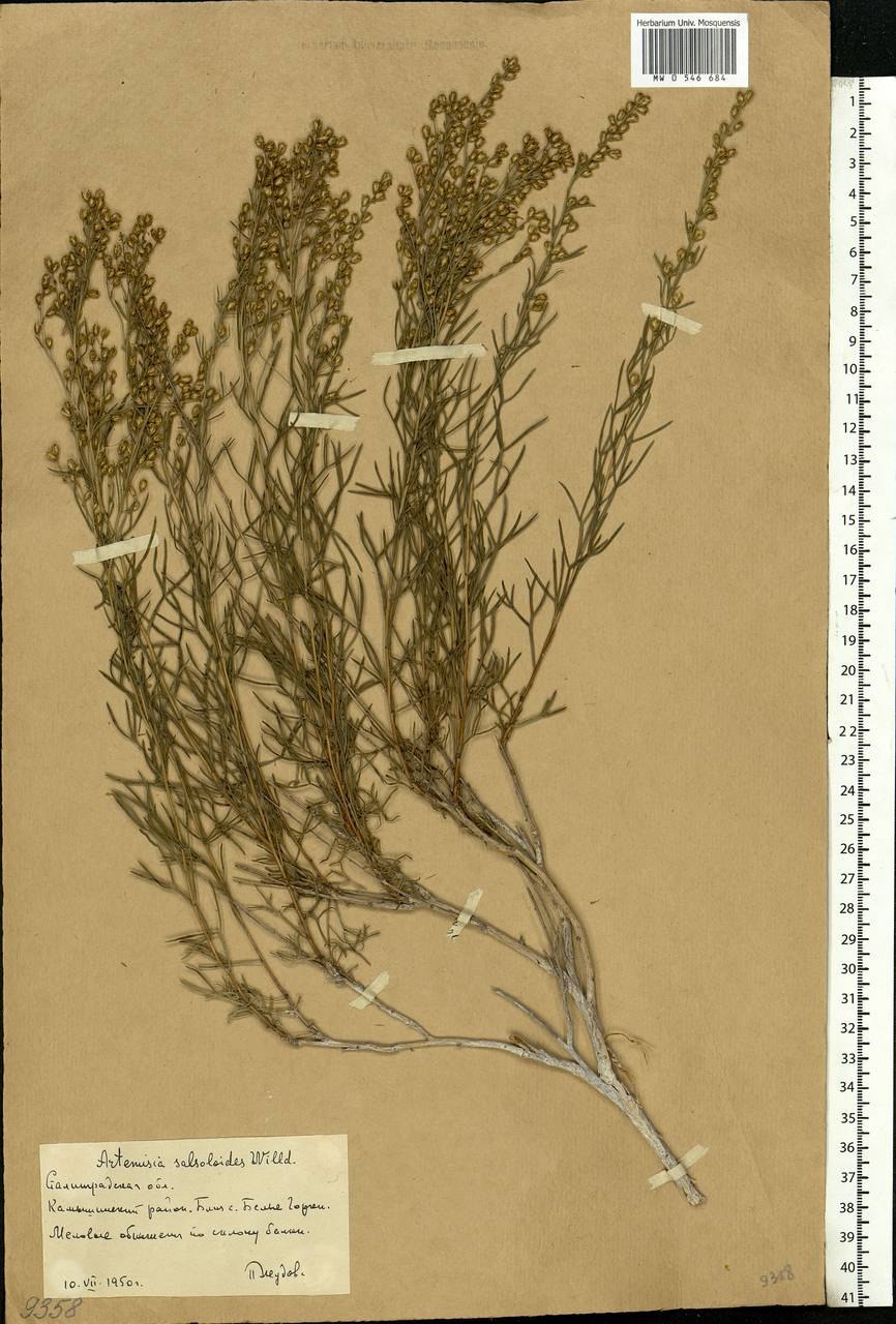Полынь корневая система