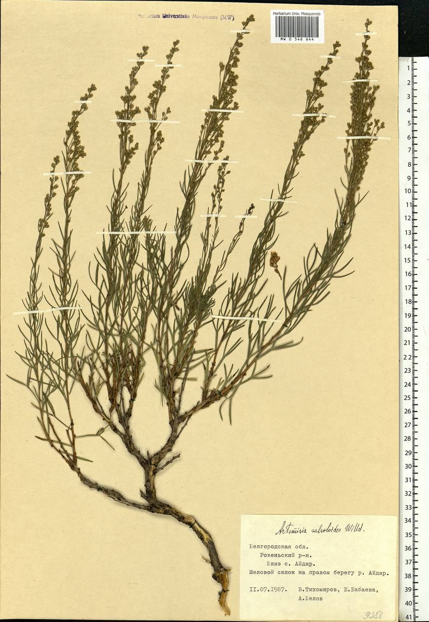 Полынь Ледебура