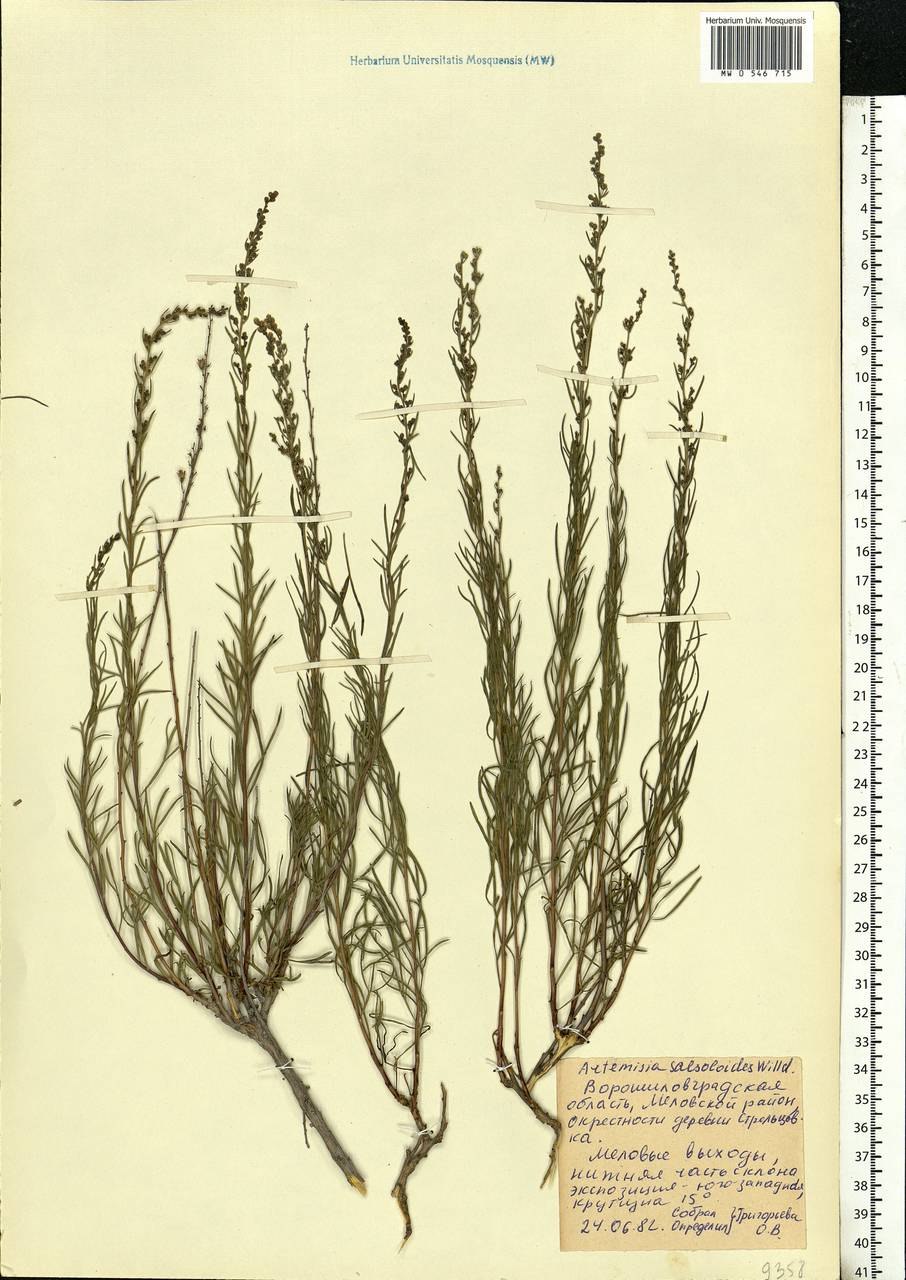 Полынь солянковидная — Artemisia salsoloides