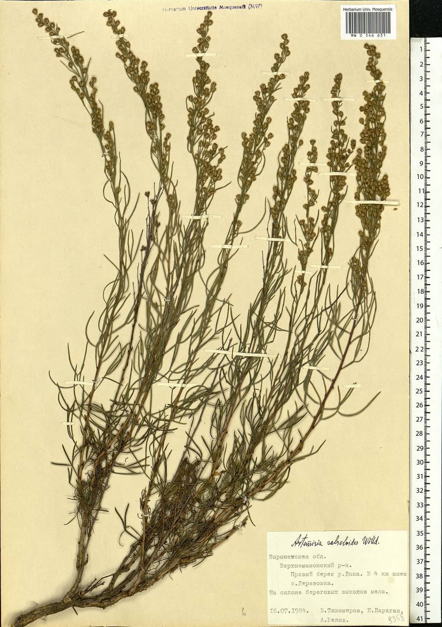 Полынь меловая