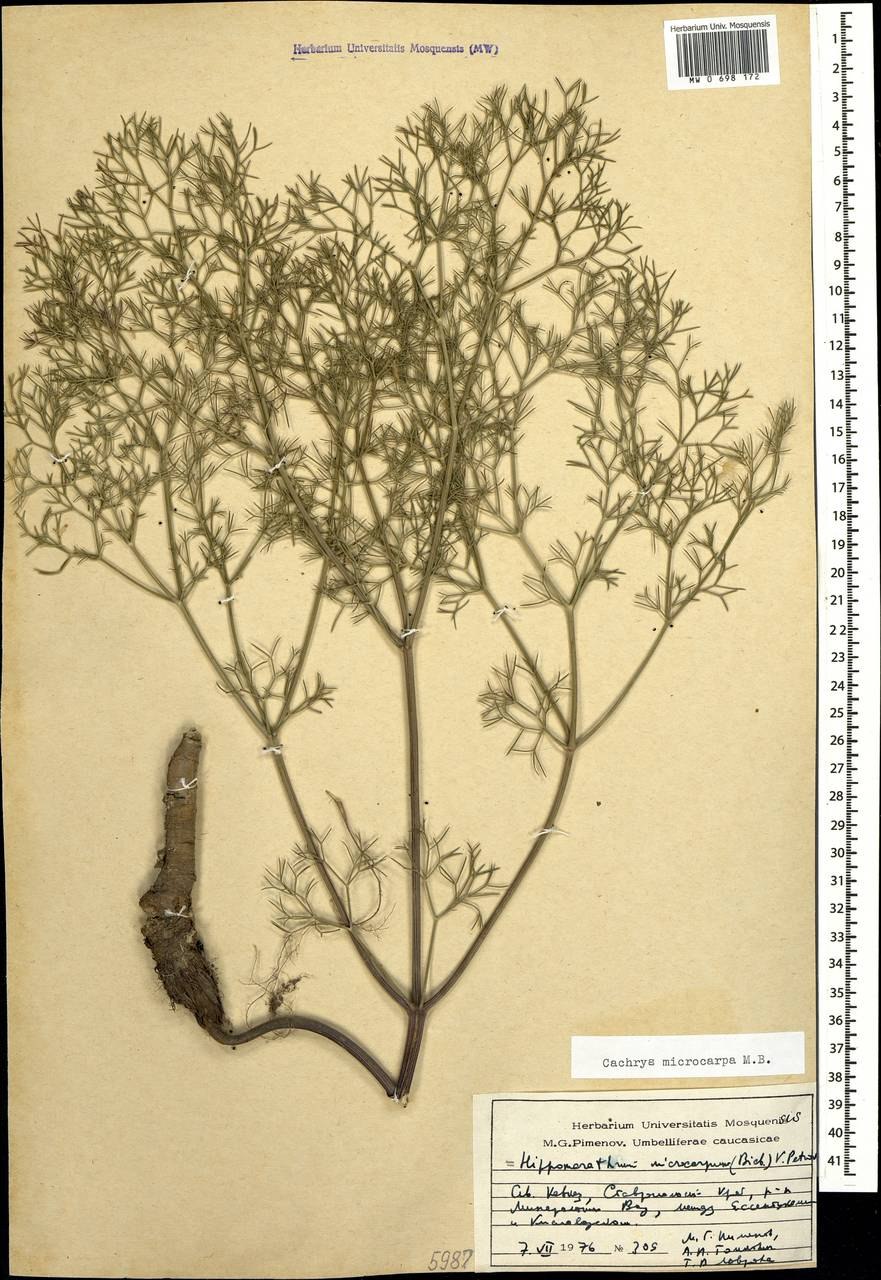 Маклея мелкоплодная гербарий