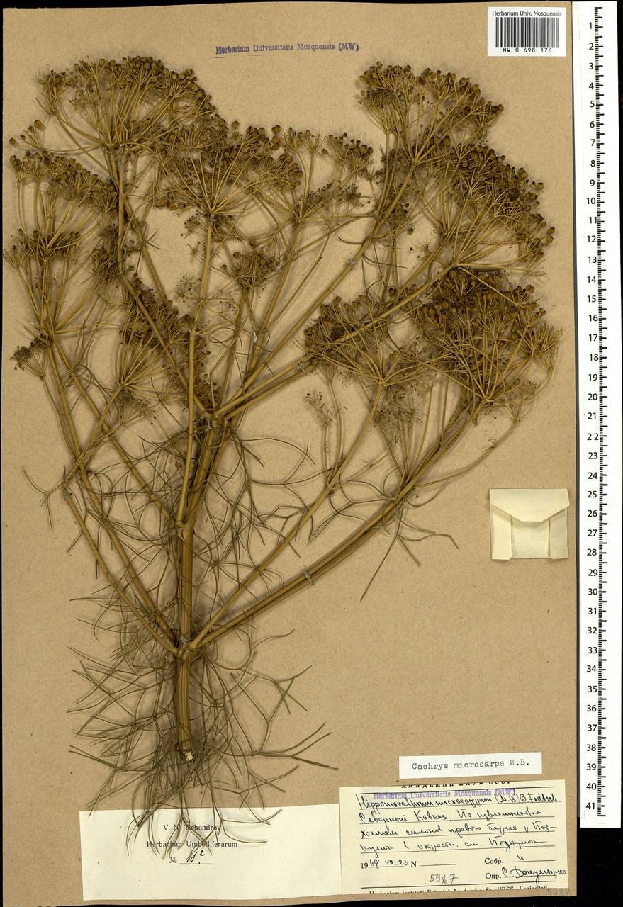 Bilacunaria microcarpa