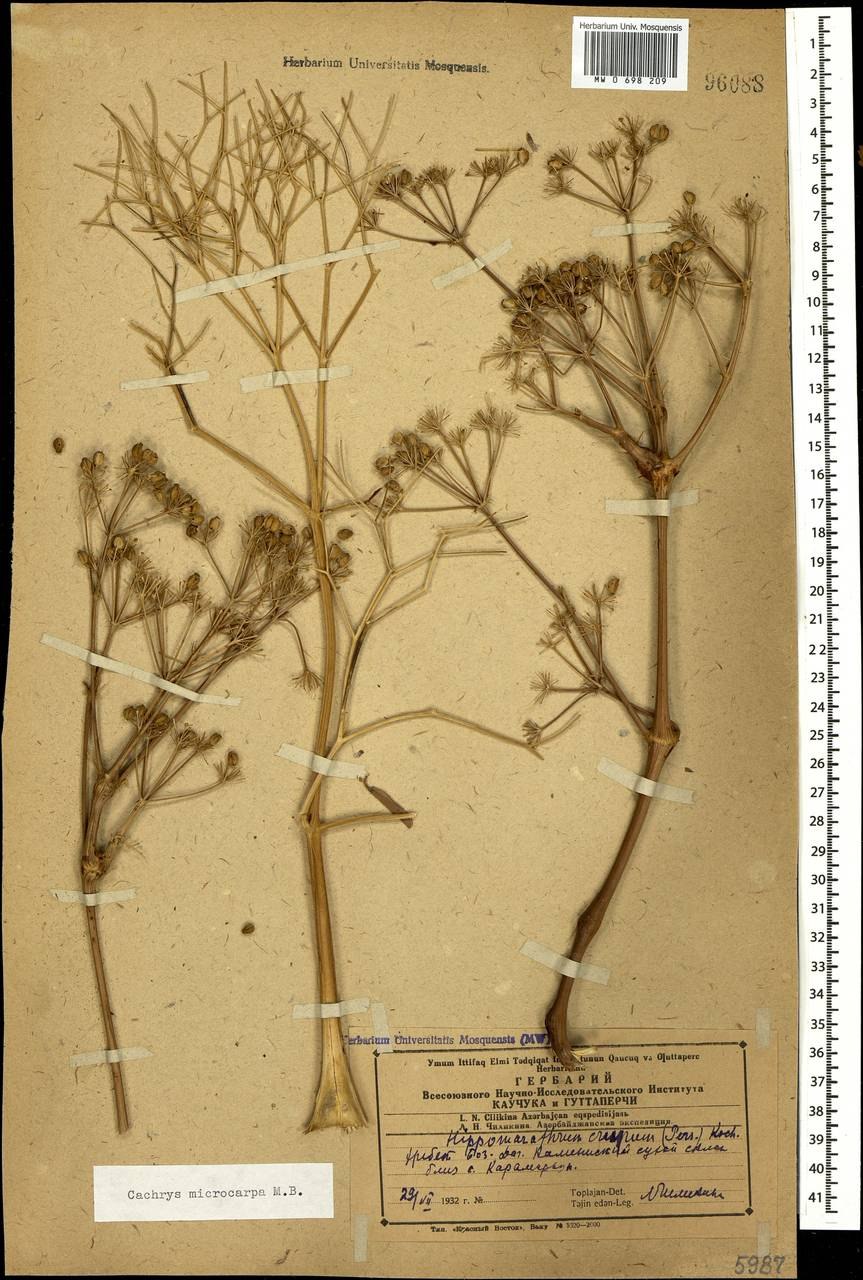 Кахрис мелкоплодный