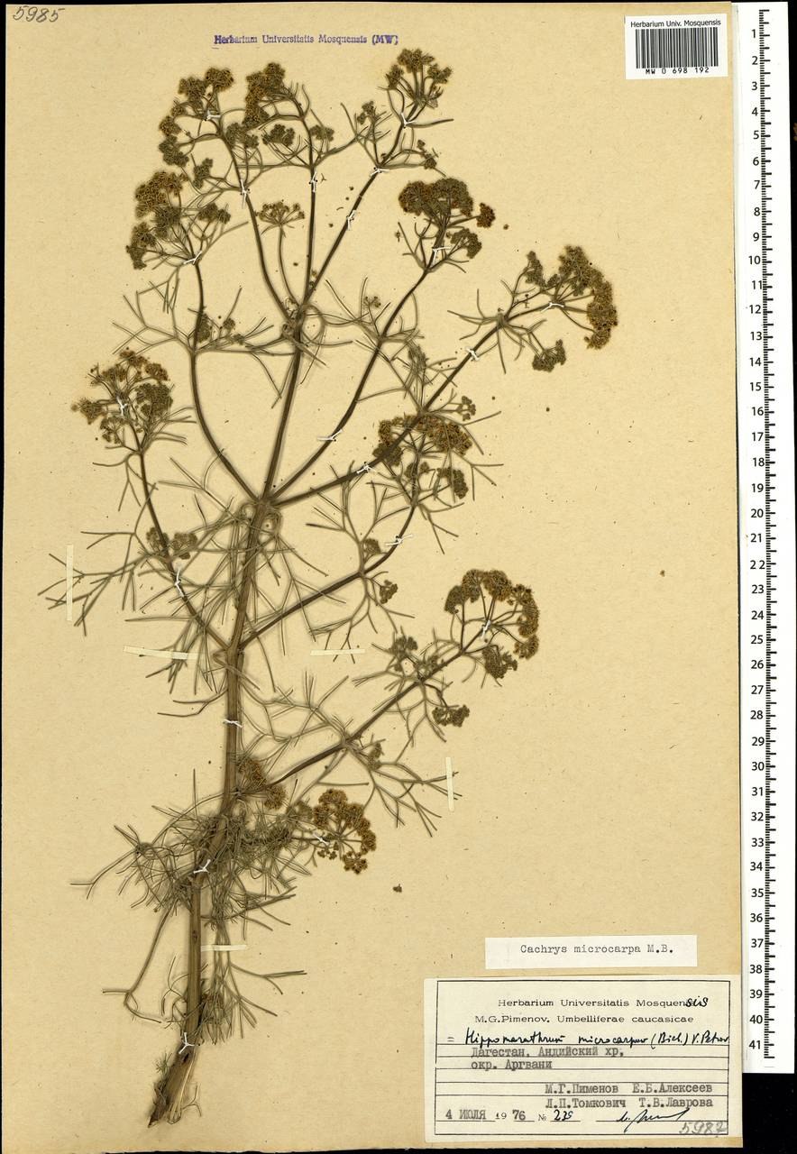 Bilacunaria microcarpa