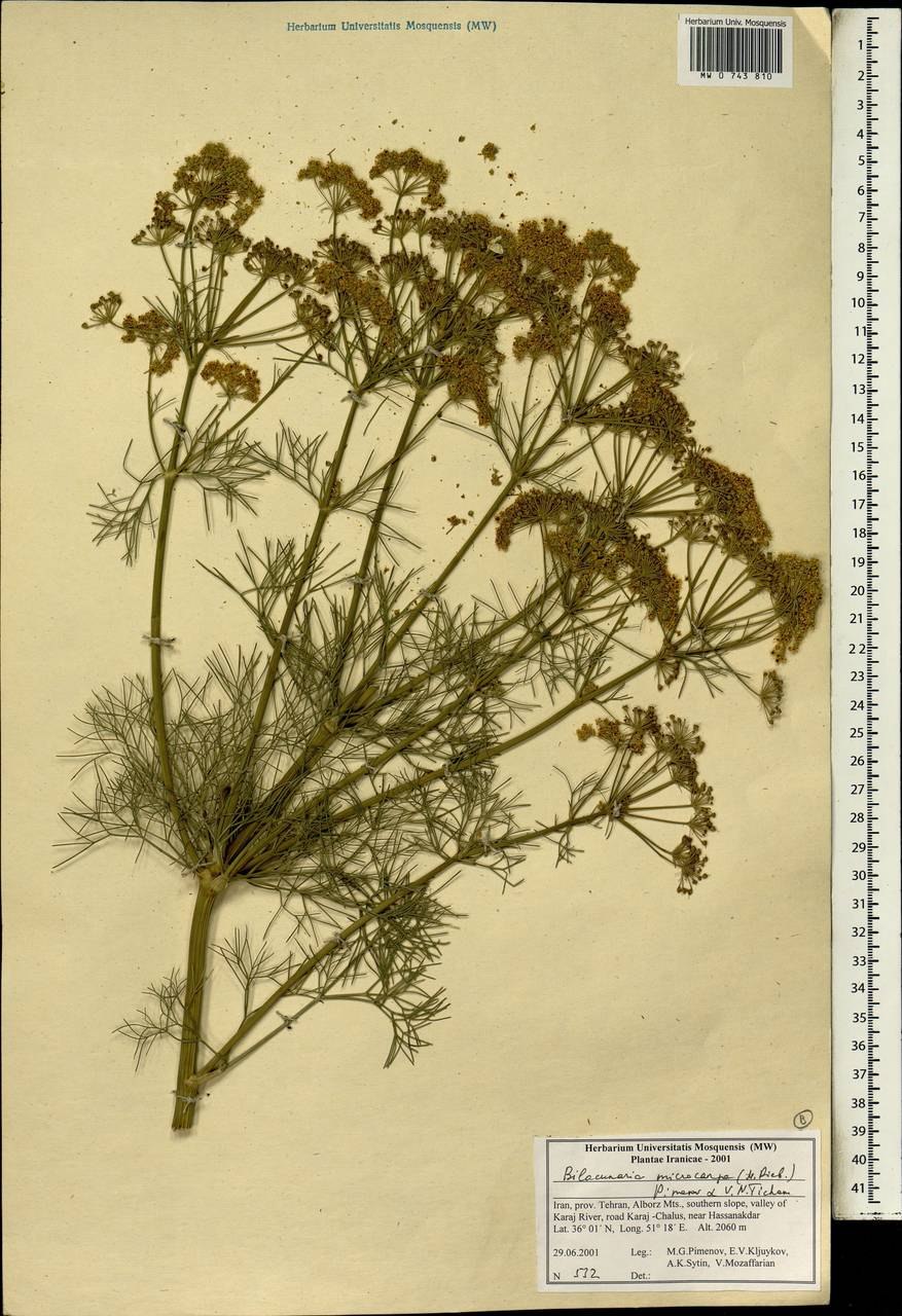 Маклея мелкоплодная гербарий