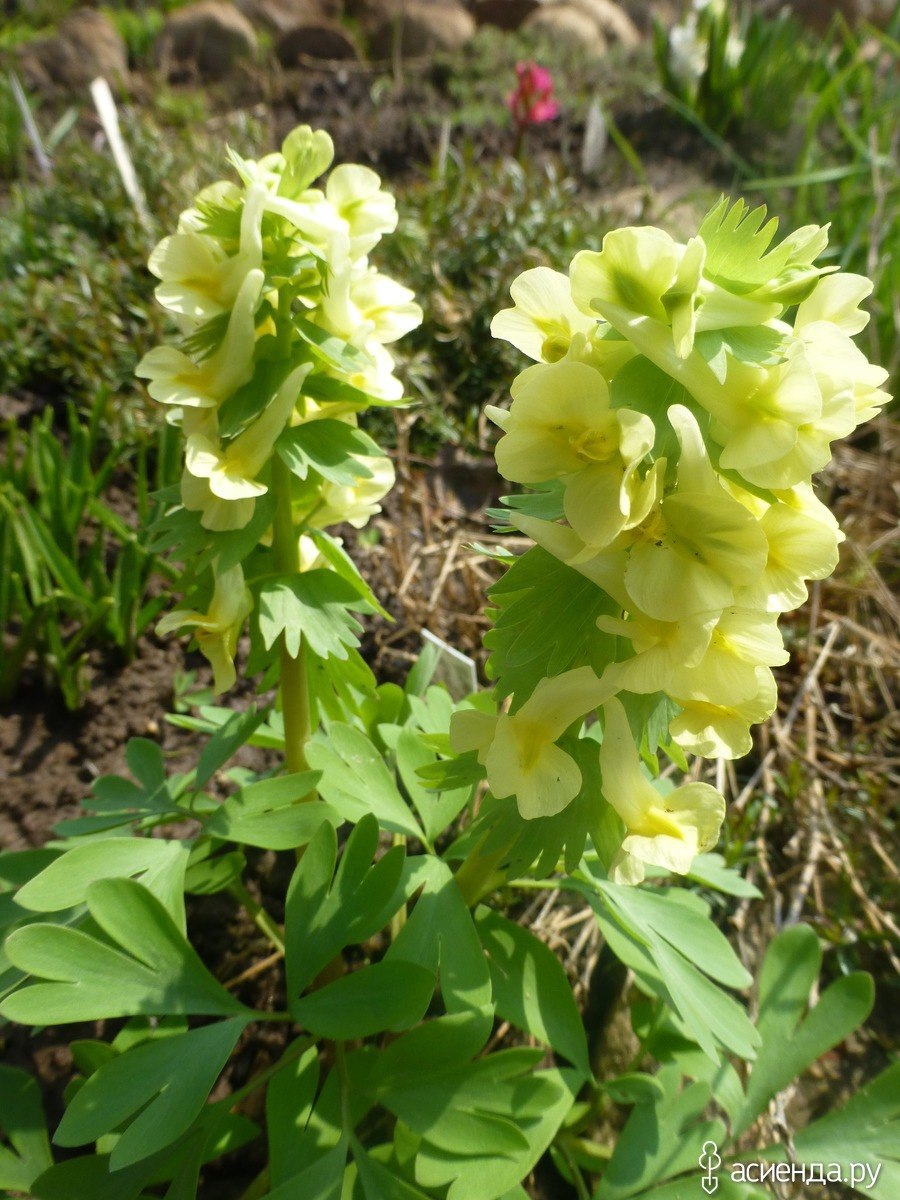 Хохлатка благородная Corydalis Nobilis