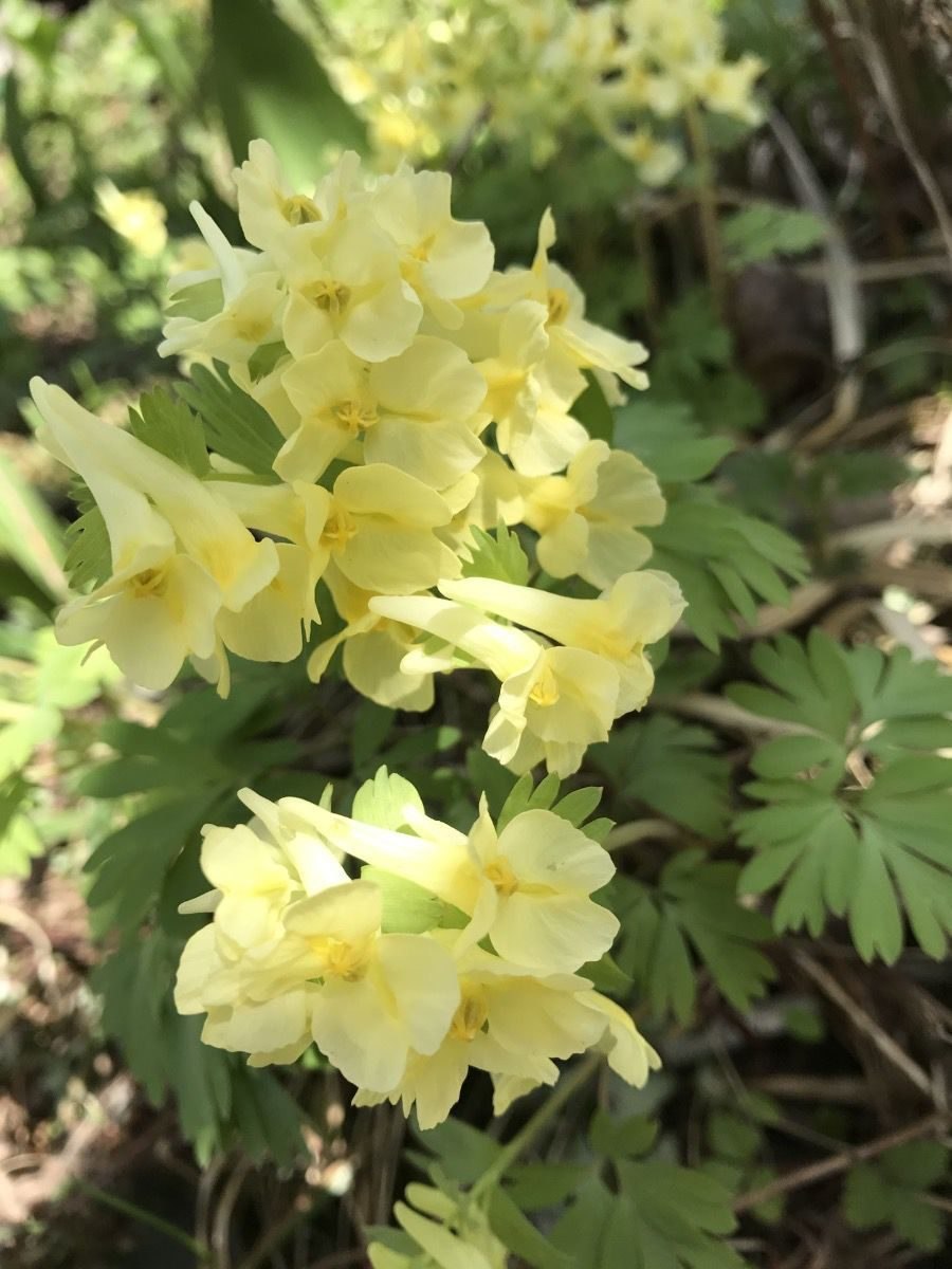 Хохлатка крупноприцветниковая (Corydalis bracteata)