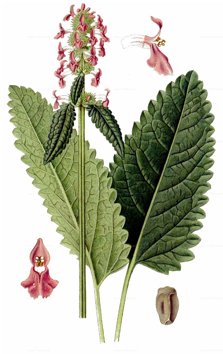 Буквица лекарственная